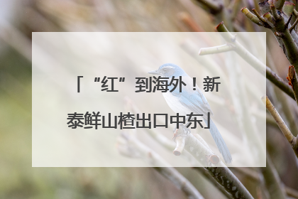 “红”到海外！新泰鲜山楂出口中东