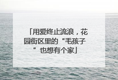 用爱终止流浪，花园街区里的“毛孩子”也想有个家
