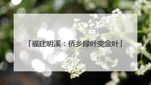 福建明溪：侨乡绿叶变金叶