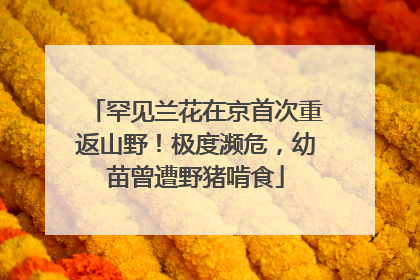 罕见兰花在京首次重返山野！极度濒危，幼苗曾遭野猪啃食