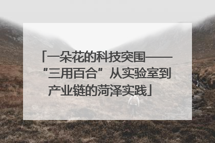一朵花的科技突围——“三用百合”从实验室到产业链的菏泽实践