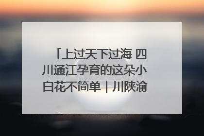 上过天下过海 四川通江孕育的这朵小白花不简单｜川陕渝网络名人巴中行