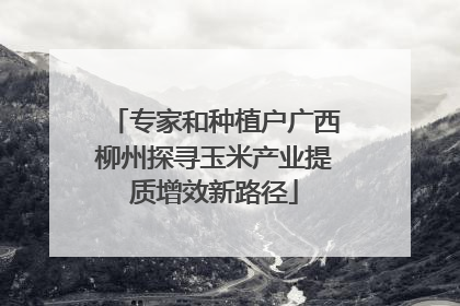 专家和种植户广西柳州探寻玉米产业提质增效新路径