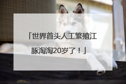 世界首头人工繁殖江豚淘淘20岁了！