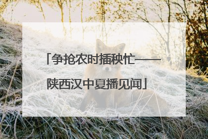 争抢农时插秧忙——陕西汉中夏播见闻