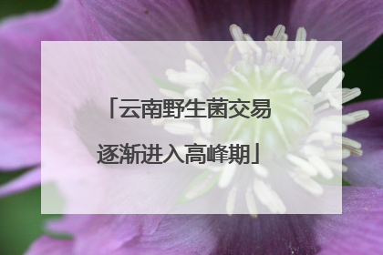 云南野生菌交易逐渐进入高峰期