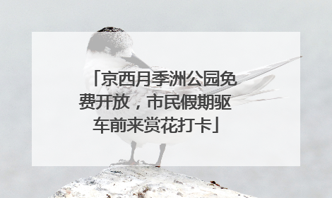 京西月季洲公园免费开放，市民假期驱车前来赏花打卡