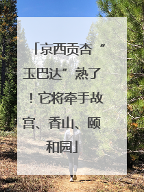 京西贡杏“玉巴达”熟了！它将牵手故宫、香山、颐和园