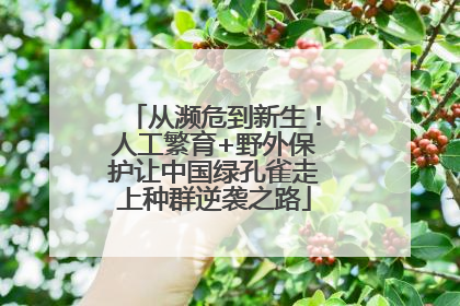从濒危到新生！人工繁育+野外保护让中国绿孔雀走上种群逆袭之路