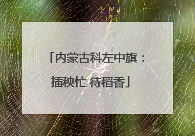 内蒙古科左中旗：插秧忙 待稻香