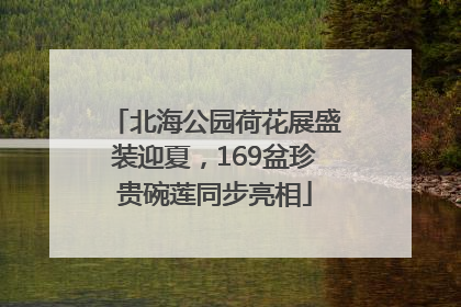 北海公园荷花展盛装迎夏，169盆珍贵碗莲同步亮相