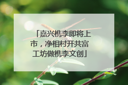 嘉兴槜李即将上市，净相村开共富工坊做槜李文创