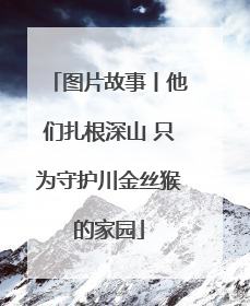 图片故事丨他们扎根深山 只为守护川金丝猴的家园