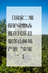 国家二级保护动物赤狐在民乐县锯条山林场产崽“安家”