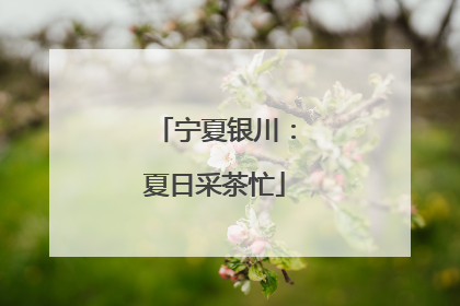 宁夏银川：夏日采茶忙