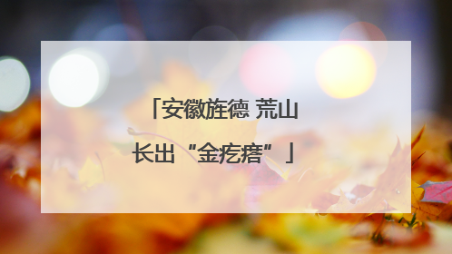 安徽旌德 荒山长出“金疙瘩”