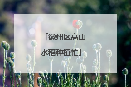 徽州区高山水稻种植忙