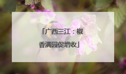 广西三江：椒香满园促增收