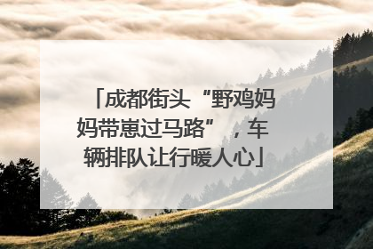 成都街头“野鸡妈妈带崽过马路”，车辆排队让行暖人心
