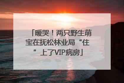 暖哭！两只野生萌宝在抚松林业局“住”上了VIP病房
