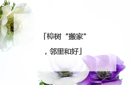 樟树“搬家”，邻里和好