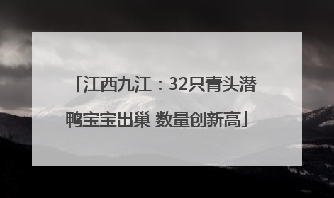 江西九江：32只青头潜鸭宝宝出巢 数量创新高