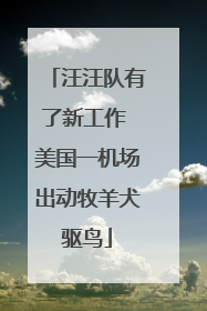 汪汪队有了新工作 美国一机场出动牧羊犬驱鸟