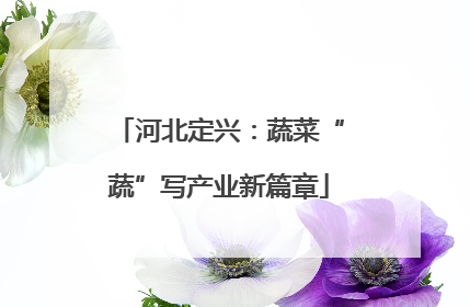 河北定兴：蔬菜“蔬”写产业新篇章