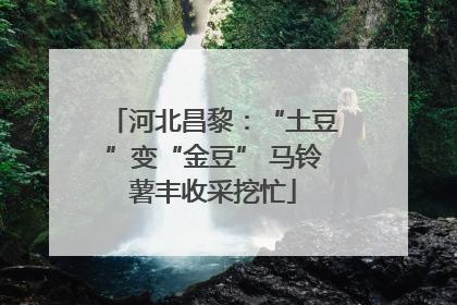 河北昌黎：“土豆”变“金豆” 马铃薯丰收采挖忙