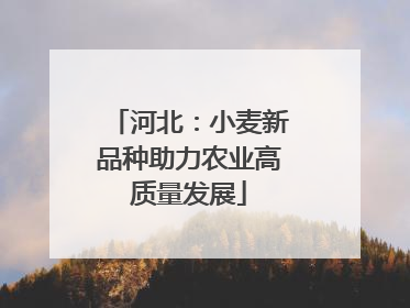 河北：小麦新品种助力农业高质量发展