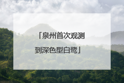 泉州首次观测到深色型白鹭