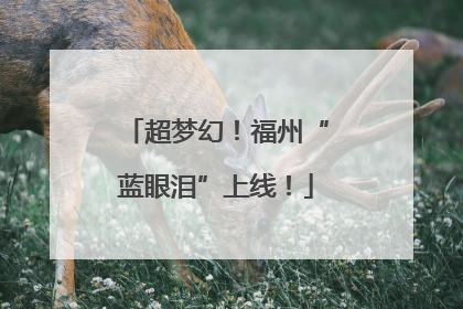 超梦幻！福州“蓝眼泪”上线！