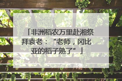 非洲稻农万里赴湘祭拜袁老：“老师，冈比亚的稻子熟了”