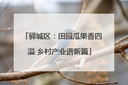 驿城区：田园瓜果香四溢 乡村产业谱新篇