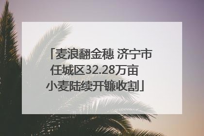 麦浪翻金穗 济宁市任城区32.28万亩小麦陆续开镰收割
