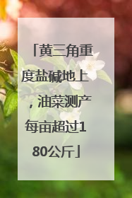 黄三角重度盐碱地上，油菜测产每亩超过180公斤