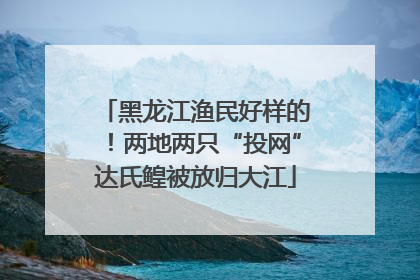 黑龙江渔民好样的！两地两只“投网”达氏鳇被放归大江